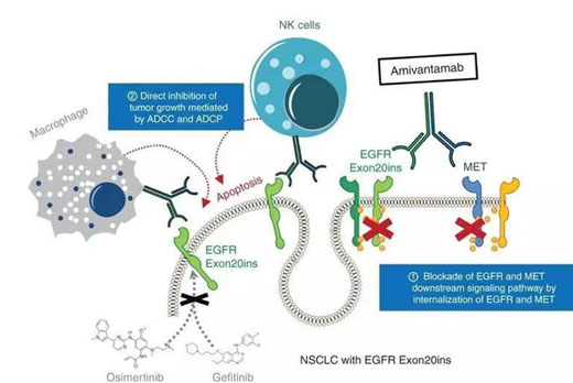 egfr突变肺癌治疗即将迎来双抗靶向药临床受益率达72